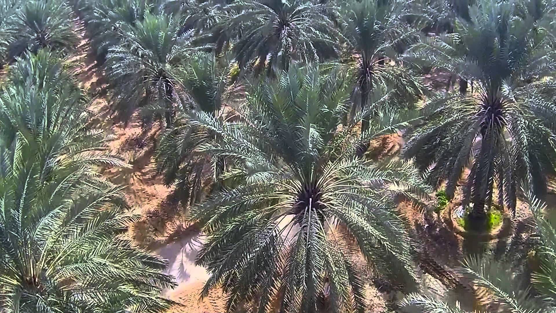 صورة 1