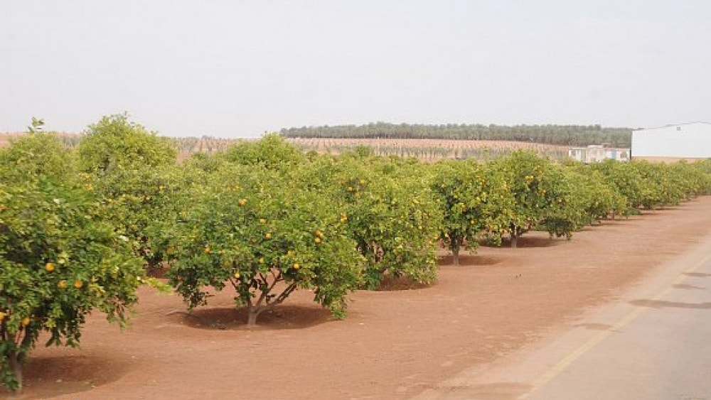 صورة 1